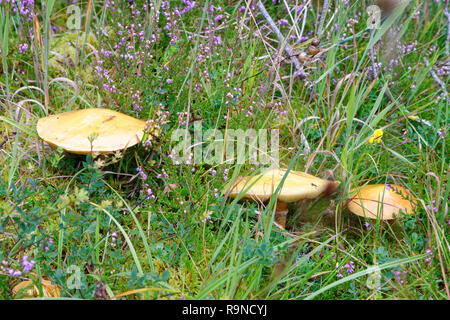 Lärche Bolete - Suillus grevillei Gemeinsame Pilz mit Lärchen Stockfoto