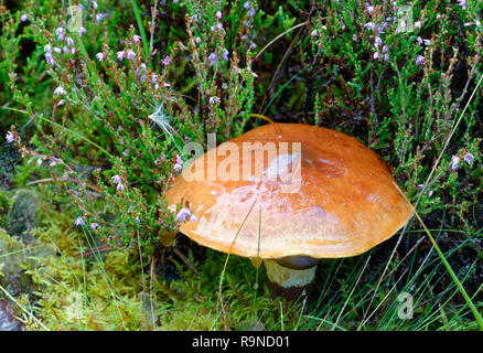 Rutschige Jack Pilz-Suillus luteus Caledonian Pinienwald Stockfoto