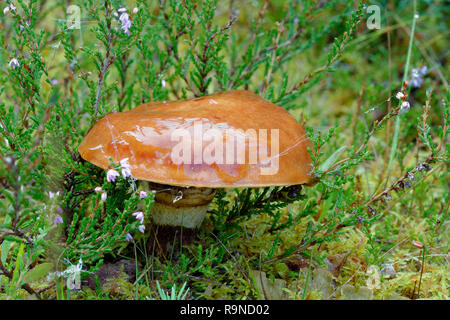 Rutschige Jack Pilz-Suillus luteus Caledonian Pinienwald Stockfoto