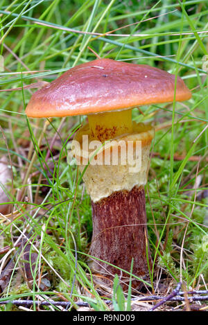 Rutschige Jack Pilz-Suillus luteus Caledonian Pinienwald Stockfoto