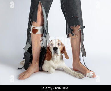 Süße Beagle und seine Besitzerin in zerrissenen Hosen und gebissen. Konzeptionelle Bild auf das Thema tierischen Bildung. Stockfoto