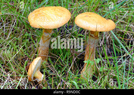 Lärche Bolete - Suillus grevillei Gemeinsame Pilz mit Lärchen Stockfoto