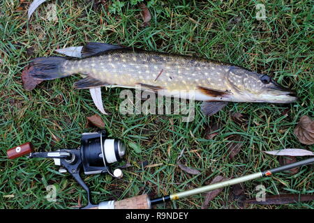 Einen Hecht mit einer ursprünglichen berühmten Handgefertigten' Jan Schreiner' spinning Stange in den Niederlanden Fangen Stockfoto