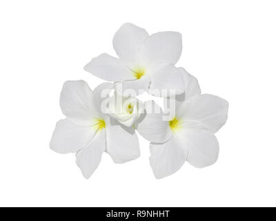 Bündel von Frangipani duftenden Blumen isoliert auf Weiss. Plumeria blühen. Stockfoto