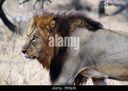 Seite Profil der männliche Löwe stand in gelben Gras, Krüger Nationalpark, Südafrika Stockfoto