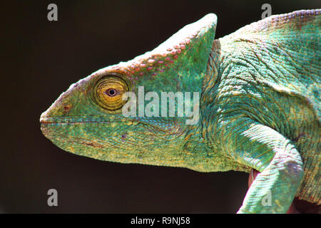 Atemberaubende sideways Portrait og Parson's Chamäleon, Andasibe, Madagaskar Stockfoto