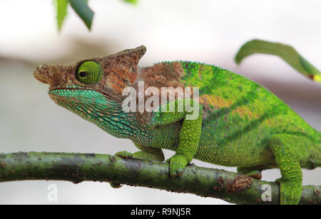 Parson's Chamäleon, Andasibe, Madagaskar Stockfoto