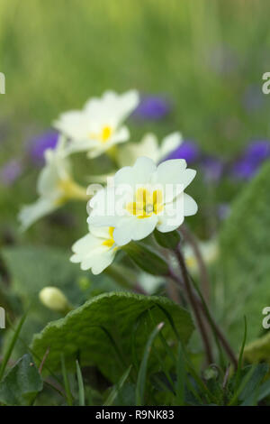 Closeup Bild von Eingebürgerten gelbe Primeln (Primula). Stockfoto