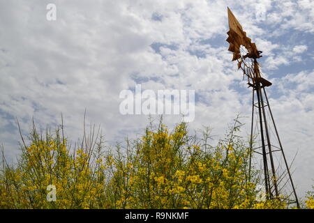 Brittlebush (Gelb) und Chia (Mauve) unter einem Wind Pumpe in den Wiesen des zentralen Temecula, südlichen Kalifornien, Riverside County Stockfoto