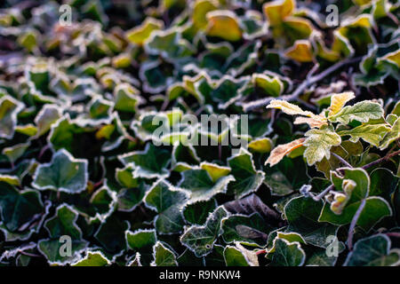 Reif oder rime Frost, Eis Kristalle auf den Blättern des Efeu im Garten Stockfoto