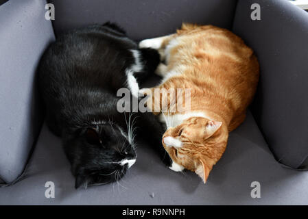 Zwei Katzen zusammen kuscheln Sie sich auf einen Stuhl zu Hause. Stockfoto