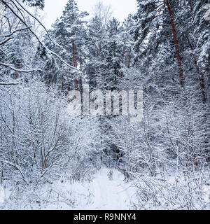 Schönen winter Wald mit vielen dünnen Zweigen mit Schnee bedeckt. Laufende Dalmatiner auf weißem Schnee weg. Stockfoto