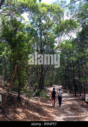 Paar zu Fuß durch den Wald am Tanglewood Track, Noosa National Park, Sunshine Coast, Queensland, Australien. Keine MR Stockfoto