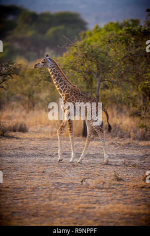 Junge giraffe steht hoch im Morgenlicht Stockfoto