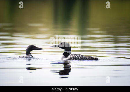 Common Loon paar Angeln für Lebensmittel in einem See in Kanada. Stockfoto