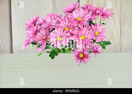 Blumenstrauß aus Chrysanthemen pink Blumen mit gestreiften Blütenblätter, auf hellen Hintergrund mit Platz für Text. Urlaub Grußkarte Vorlage für Stockfoto