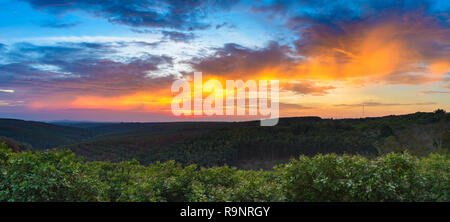 Sonnenuntergang über Gummi cashew Bäume industrielle Plantagen Landwirtschaft in Bosco, Ratanakiri, Osten Kambodscha Stockfoto