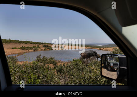 Auf einer Safari Pirschfahrt im Addo Elephant National Park, Südafrika. Ein einsamer Elefant an Rooidam Wasserloch. Stockfoto