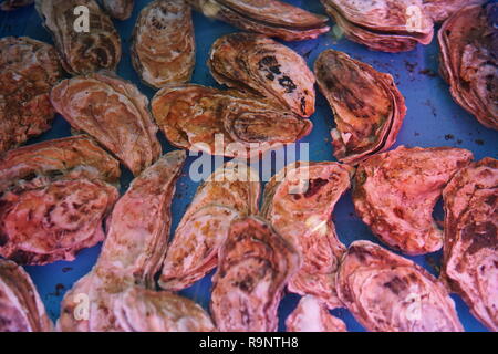 Living marine Delikatesse Oyster Restaurant gutes Essen Stockfoto