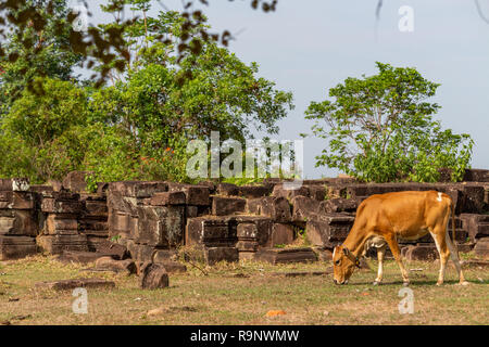 Kuh zu Fuß in der Nähe der Ruinen der Mw Poe Khmer Tempel in Champasak Stockfoto