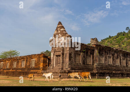 Kühe zu Fuß vor der Ruine der Mw Poe Khmer Tempel in Champasak Stockfoto