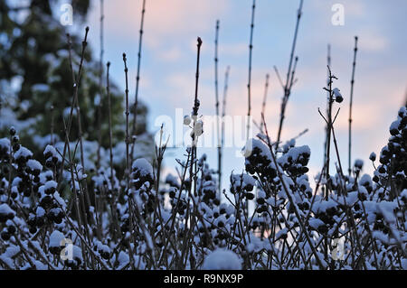 Nahaufnahme einer privet Hedge im Winter mit Schnee bedeckten schwarzen Beeren Stockfoto