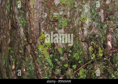 Grüne grüne foliose Flechten wachsen auf Rinde eines Pine Tree Stockfoto
