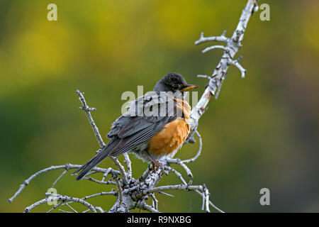 American Robin (Turdus migratorius) im Baum gehockt, in Nordamerika heimisch Stockfoto