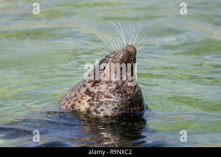 Nahaufnahme des gemeinsamen Dichtung/Seehunde (Phoca vitulina) Abfüllung/schlafen aufrecht im Meer Stockfoto