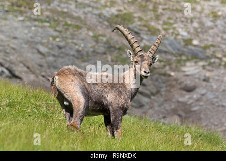 Alpensteinbock (Capra ibex) junge männliche im Sommer im Nationalpark Hohe Tauern, Österreichischen Alpen, Kärnten / Kärnten, Österreich Stockfoto