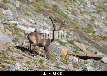 Alpensteinbock (Capra ibex) männlichen Nahrungssuche am Berghang im Sommer im Nationalpark Hohe Tauern, Österreichischen Alpen, Kärnten / Kärnten, Österreich Stockfoto