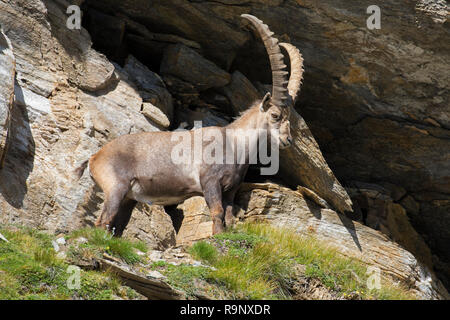 Alpensteinbock (Capra ibex) männlich stehend in der Felswand im Sommer im Nationalpark Hohe Tauern, Österreichischen Alpen, Kärnten / Kärnten, Österreich Stockfoto