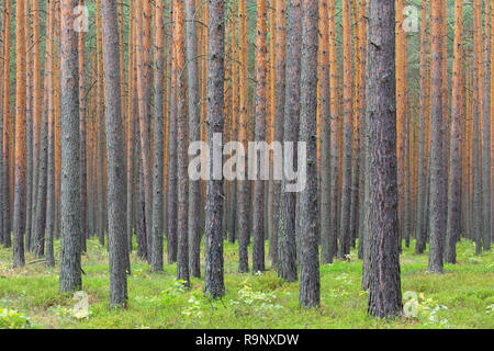 Gemeine Kiefer (Pinus sylvestris) Baumstämme im Nadelwald Stockfoto