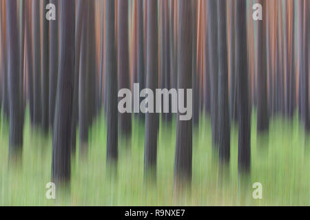 Abstraktes Bild der Bewegung verwischt Gemeine Kiefer (Pinus sylvestris) Baumstämme im Nadelwald Stockfoto