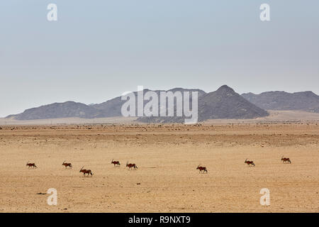 Oryx gazella Oryx in einem garub Namibia Afrika sand wüste Stockfoto