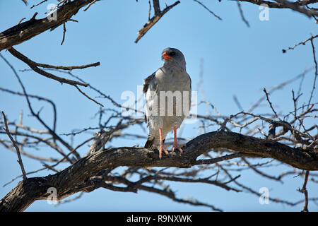 Melierax Canorus südlichen Blass Chanting Goshawk in Etosha Nationalpark in Namibia, Afrika Stockfoto