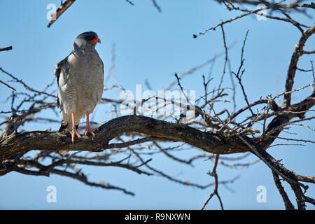 Melierax Canorus südlichen Blass Chanting Goshawk in Etosha Nationalpark in Namibia, Afrika Stockfoto