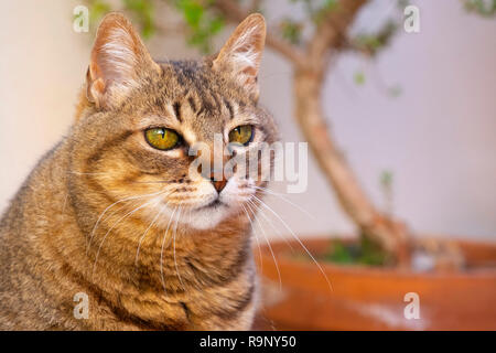 Porträt der Hauskatze Stockfoto
