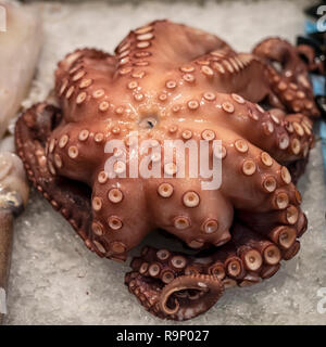 Frische Octopus für Verkauf an den spanischen Markt Stockfoto