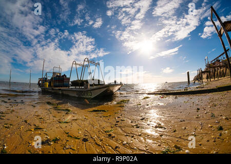 Strand. Die austernzucht, Bucht von Arcachon. Bassin d'Arcachon. Lège-Cap-Ferret, Gironde. Region Aquitanien. Frankreich Europa. Stockfoto