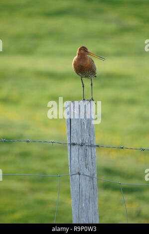 Eine Black-Tailed Godwit, stand auf einem hölzernen Pfosten in Island im Juni 2018 Stockfoto