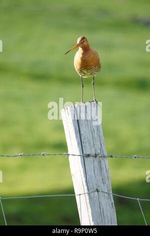 Eine Black-Tailed Godwit, stand auf einem hölzernen Pfosten in Island im Juni 2018 Stockfoto