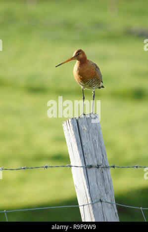 Eine Black-Tailed Godwit, stand auf einem hölzernen Pfosten in Island im Juni 2018 Stockfoto