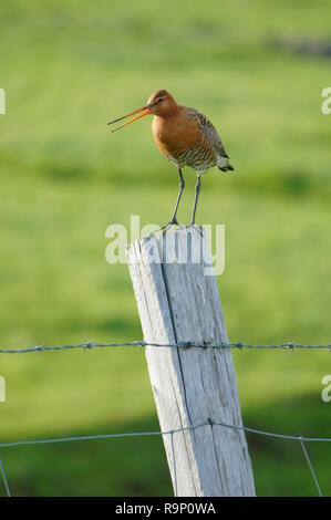 Eine Black-Tailed Godwit, stand auf einem hölzernen Pfosten in Island im Juni 2018 Stockfoto