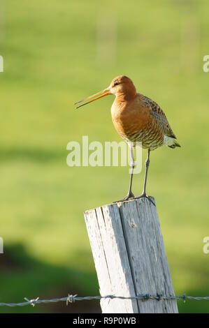 Eine Black-Tailed Godwit, stand auf einem hölzernen Pfosten in Island im Juni 2018 Stockfoto