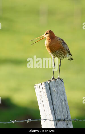 Eine Black-Tailed Godwit, stand auf einem hölzernen Pfosten in Island im Juni 2018 Stockfoto