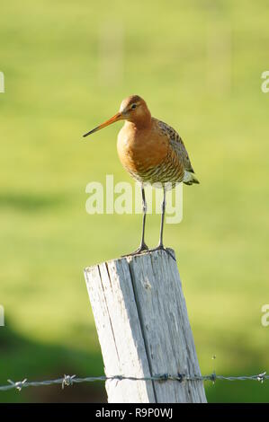 Eine Black-Tailed Godwit, stand auf einem hölzernen Pfosten in Island im Juni 2018 Stockfoto