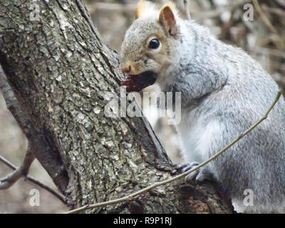 Verschiedene Aufnahmen von ein Eichhörnchen, in verschiedenen Winkeln Stockfoto