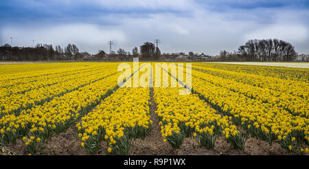 Feld von Tausenden Narzissen in Holland Stockfoto