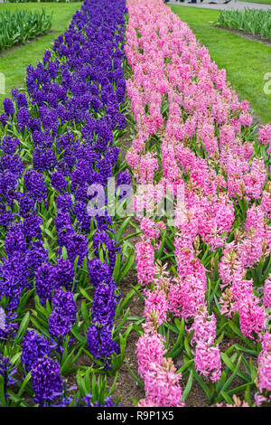 Schwade von rosa und lila Hyazinthen im Frühjahr Stockfoto